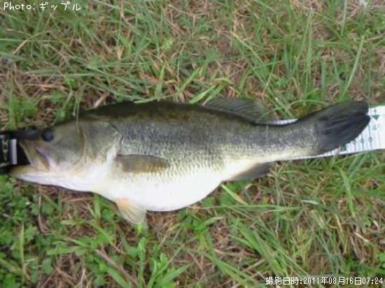 �֥�å��Х�