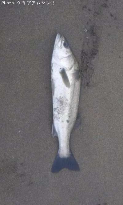 �����Х�