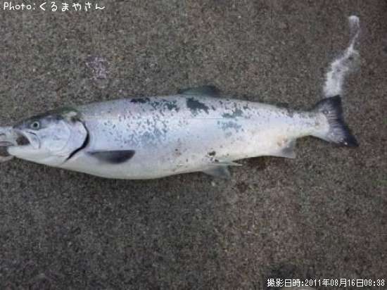 ������ޥ�