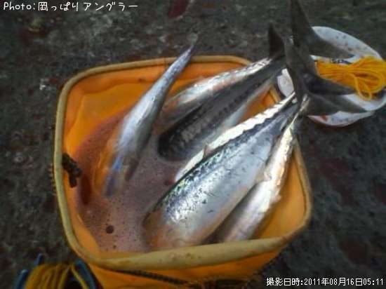 ���������ĥ�