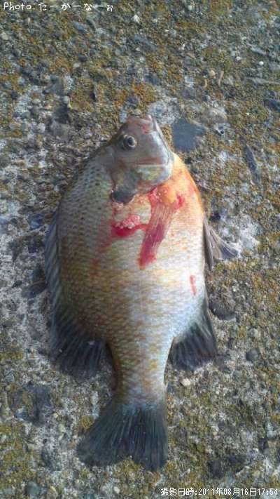 �֥롼����