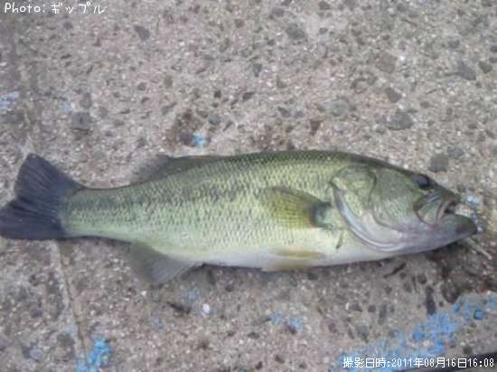 �֥�å��Х�