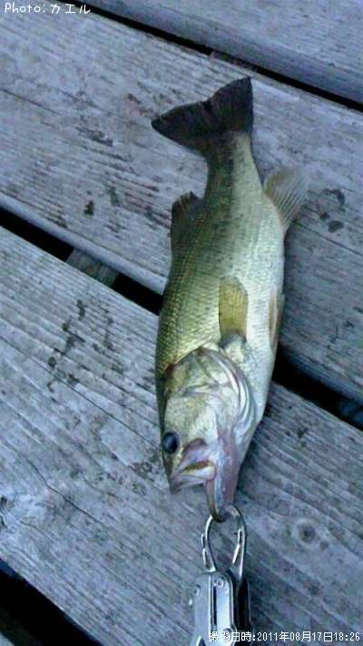 �֥�å��Х�