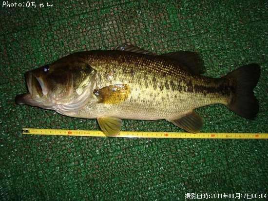 �֥�å��Х�