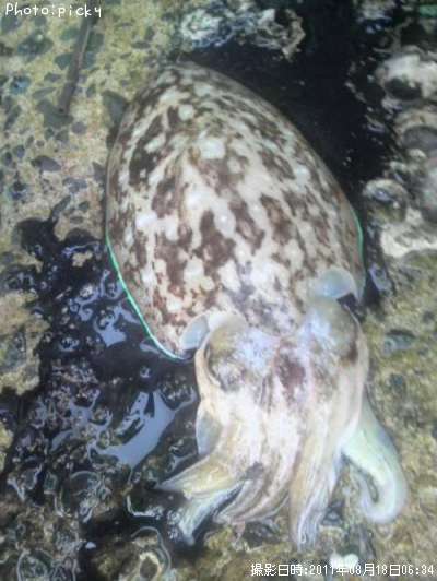 �������������ߥʥꥤ����