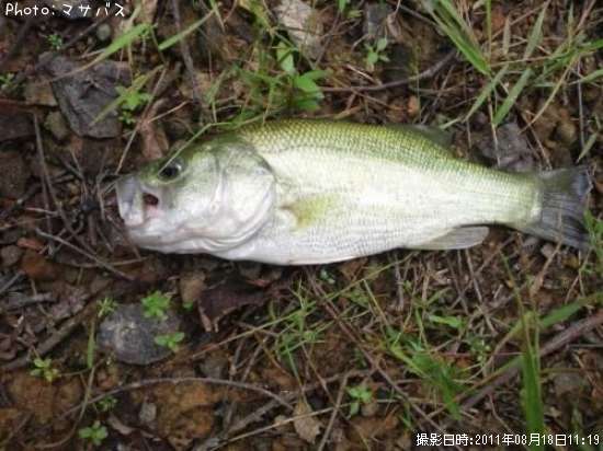 �֥�å��Х�