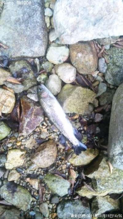 �쥤��ܡ��ȥ饦��