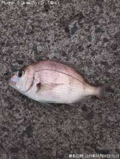 �ޥ���