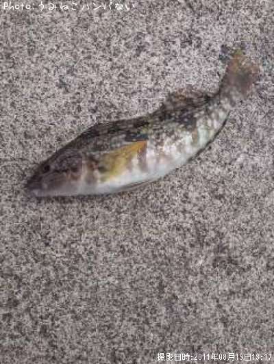 �����ʥ�