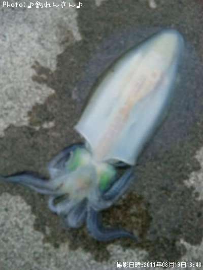�屨±