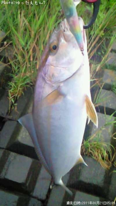 ����ѥ��λ�