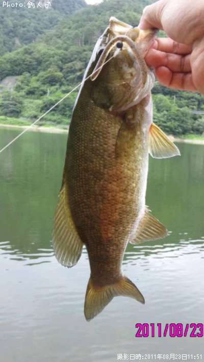 ���⡼��ޥ����Х�