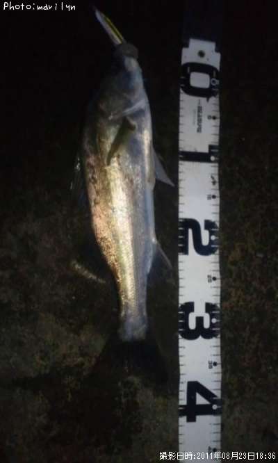 �����Х�