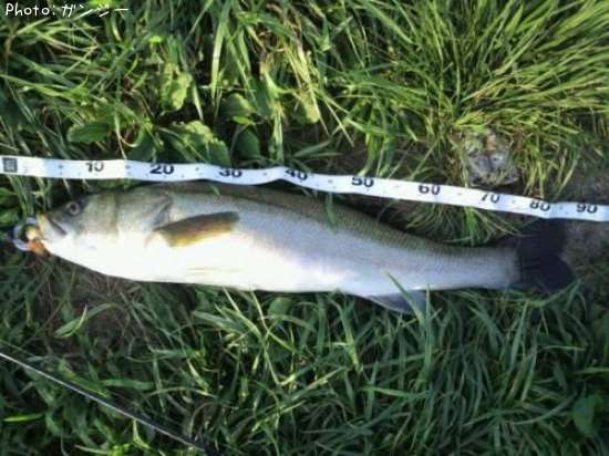 �����Х�