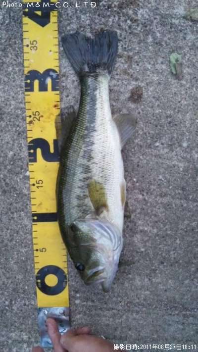 �֥�å��Х�