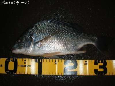 ���ӥ����