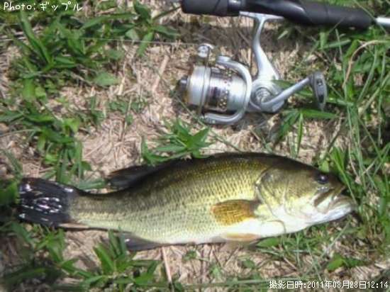 �֥�å��Х�