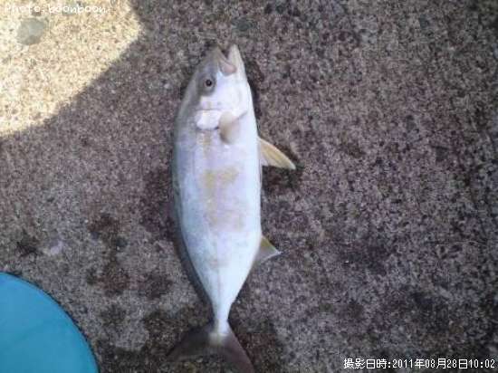 ����ѥ��λҶ�