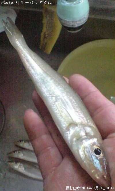 �ޤ��ޤ��ν�����