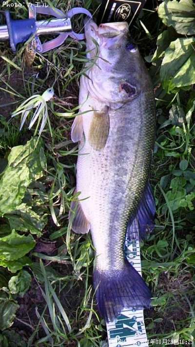 �֥�å��Х�