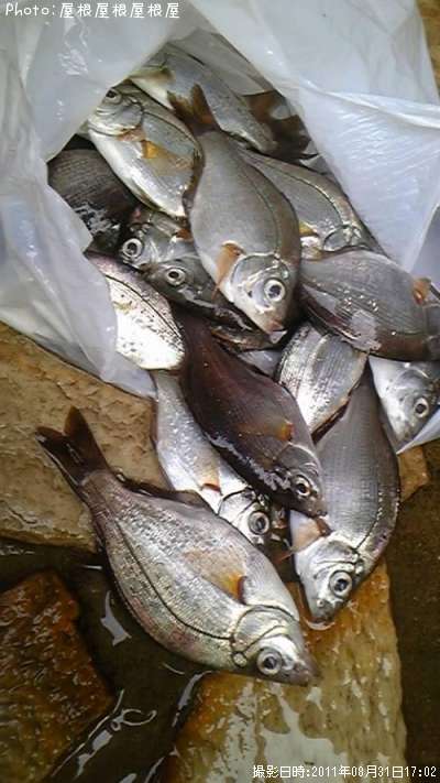 ���ߥ��ʥ����٥顢���������ե�������