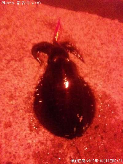 �����ꥤ��