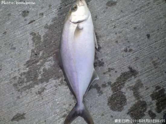 ����ѥ��λҶ�