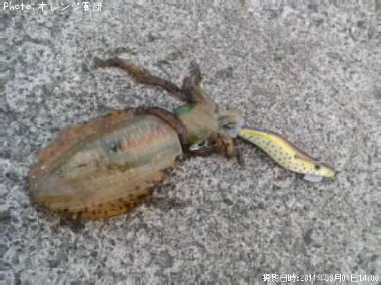 �����ꥤ��