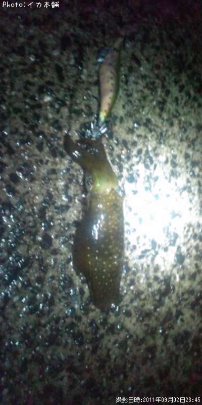 �����ꥤ��