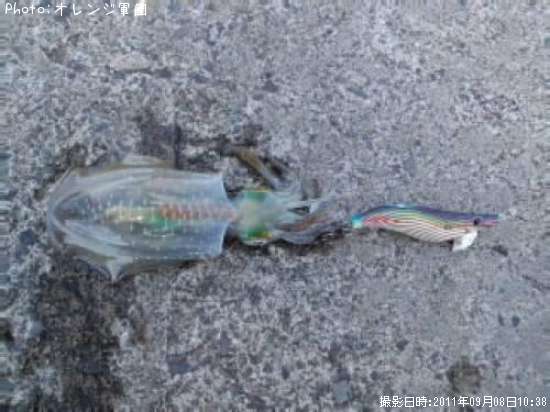 �����ꥤ��