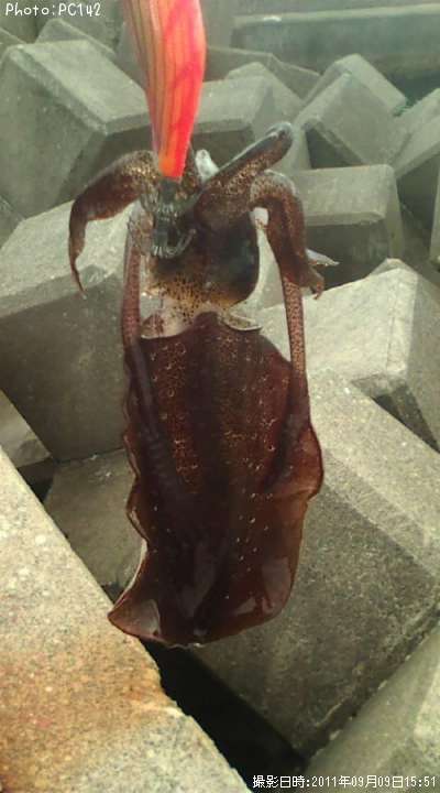 �����ꥤ��