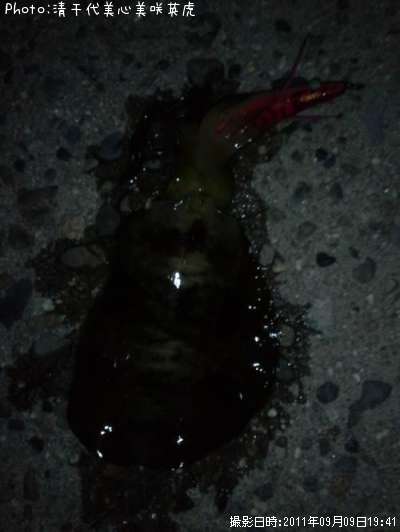 �����ꥤ��