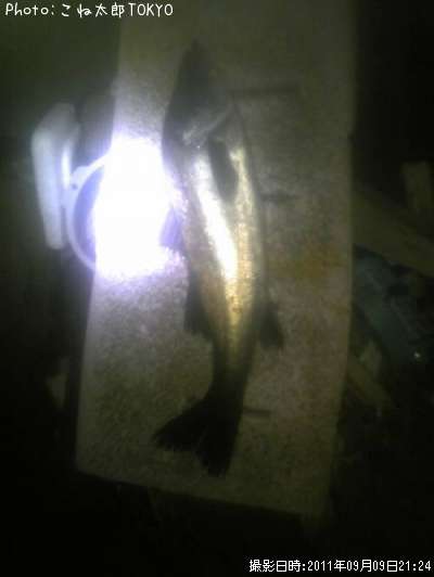 �����Х�