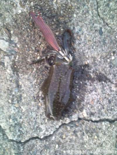 �����ꥤ��