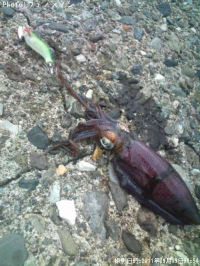 �����ꥤ��