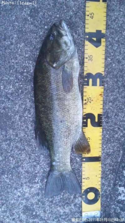 ���⡼��ޥ����Х�