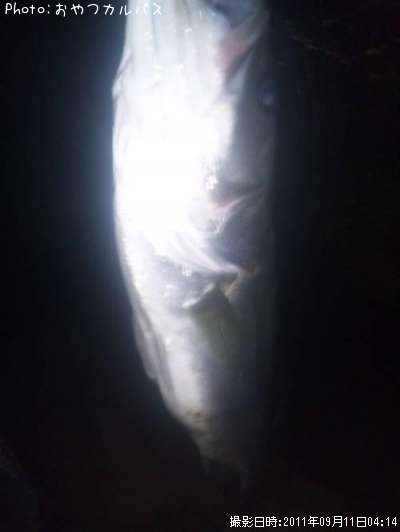 �����Х�