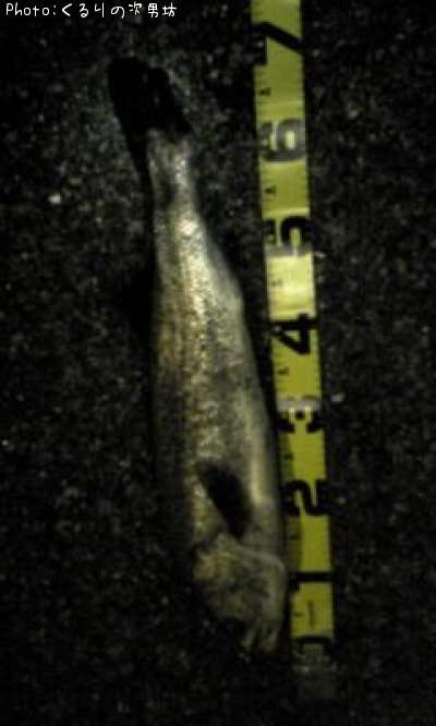 �����Х�