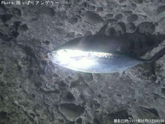 ���������ĥ�