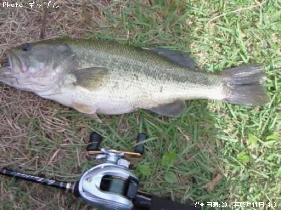 �֥�å��Х�