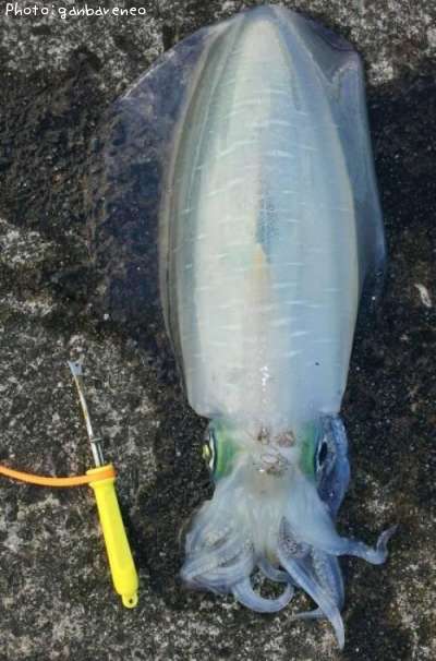 �����ꥤ��