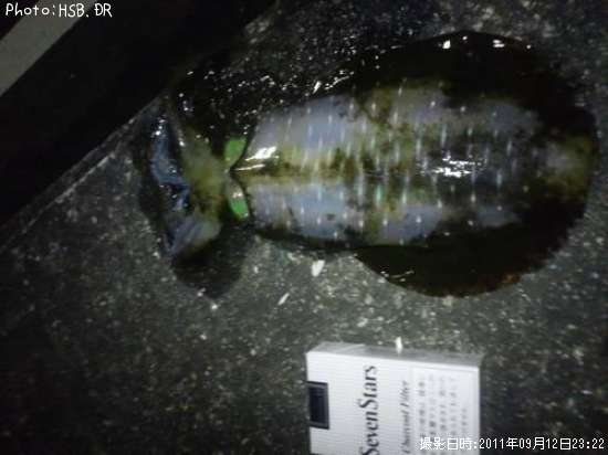 �����ꥤ��