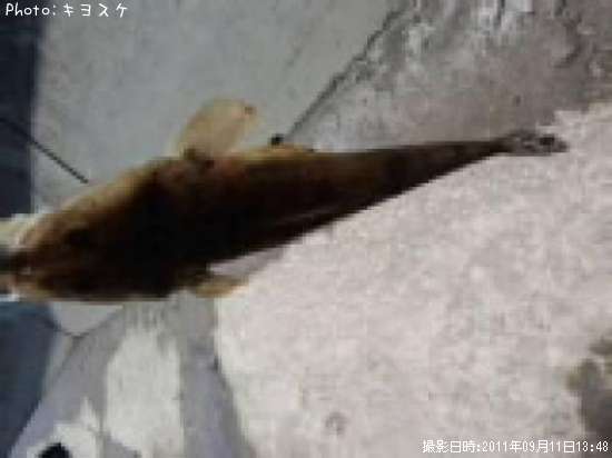 �ޥ���