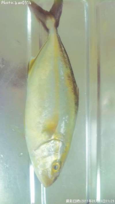 ����ѥ��ʡ����ϡ���