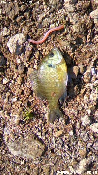 �֥롼����