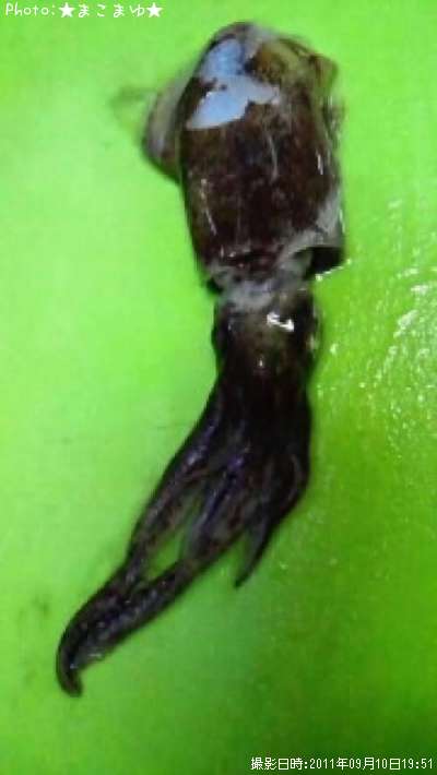 ������ʲ��ʾС�