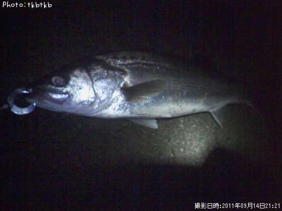 �����Х�