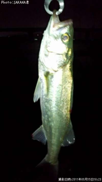 �����Х�