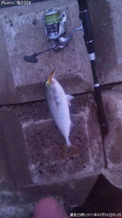 �����å�