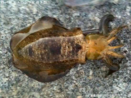 �����ꥤ��